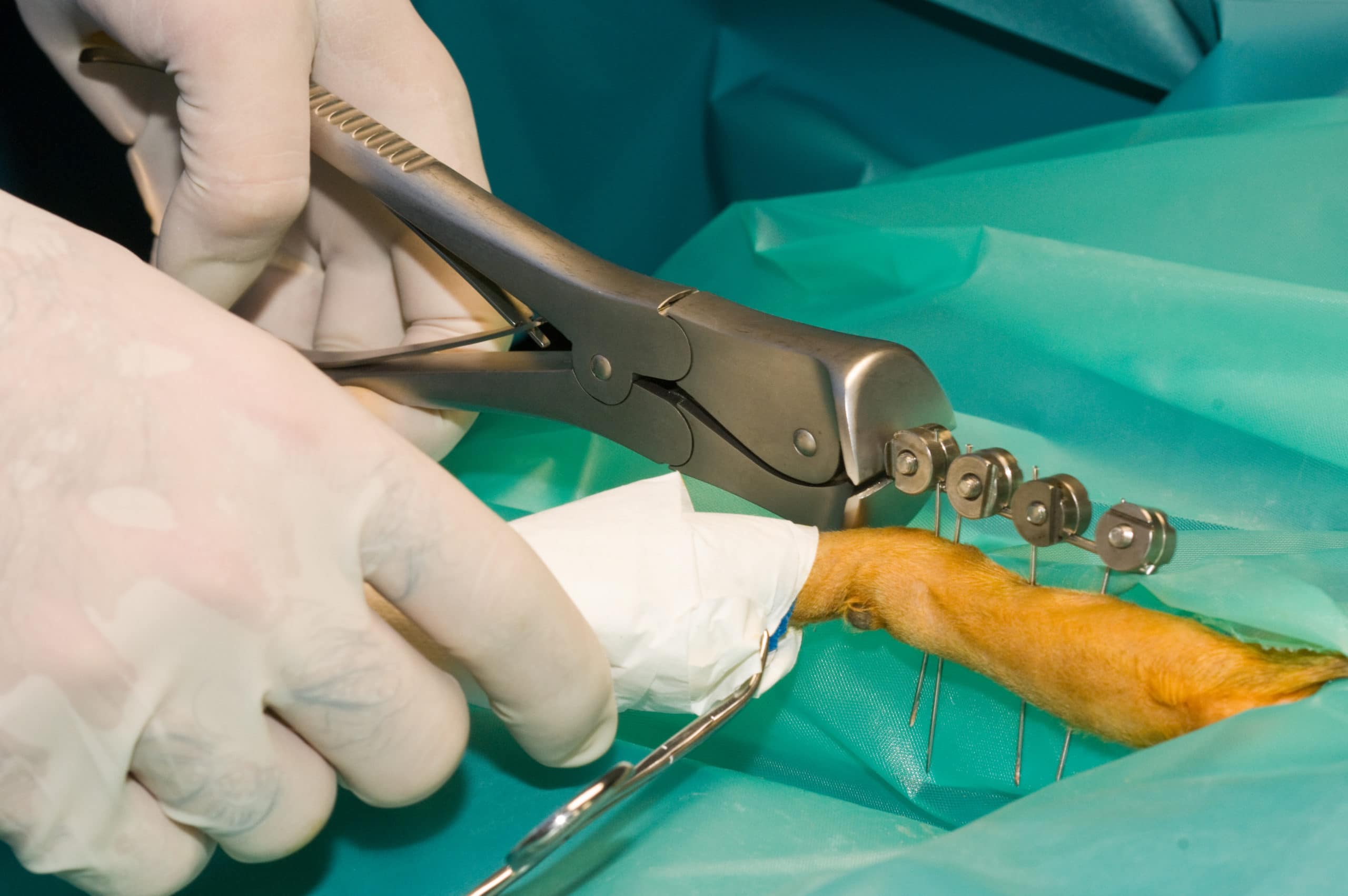 Chirurgie osseuse vétérinaire, chirurgie orthopédique et en traumatologie ostéo-articulaire, canine et féline. les chirurgiens traitent des fractures des animaux domestiques