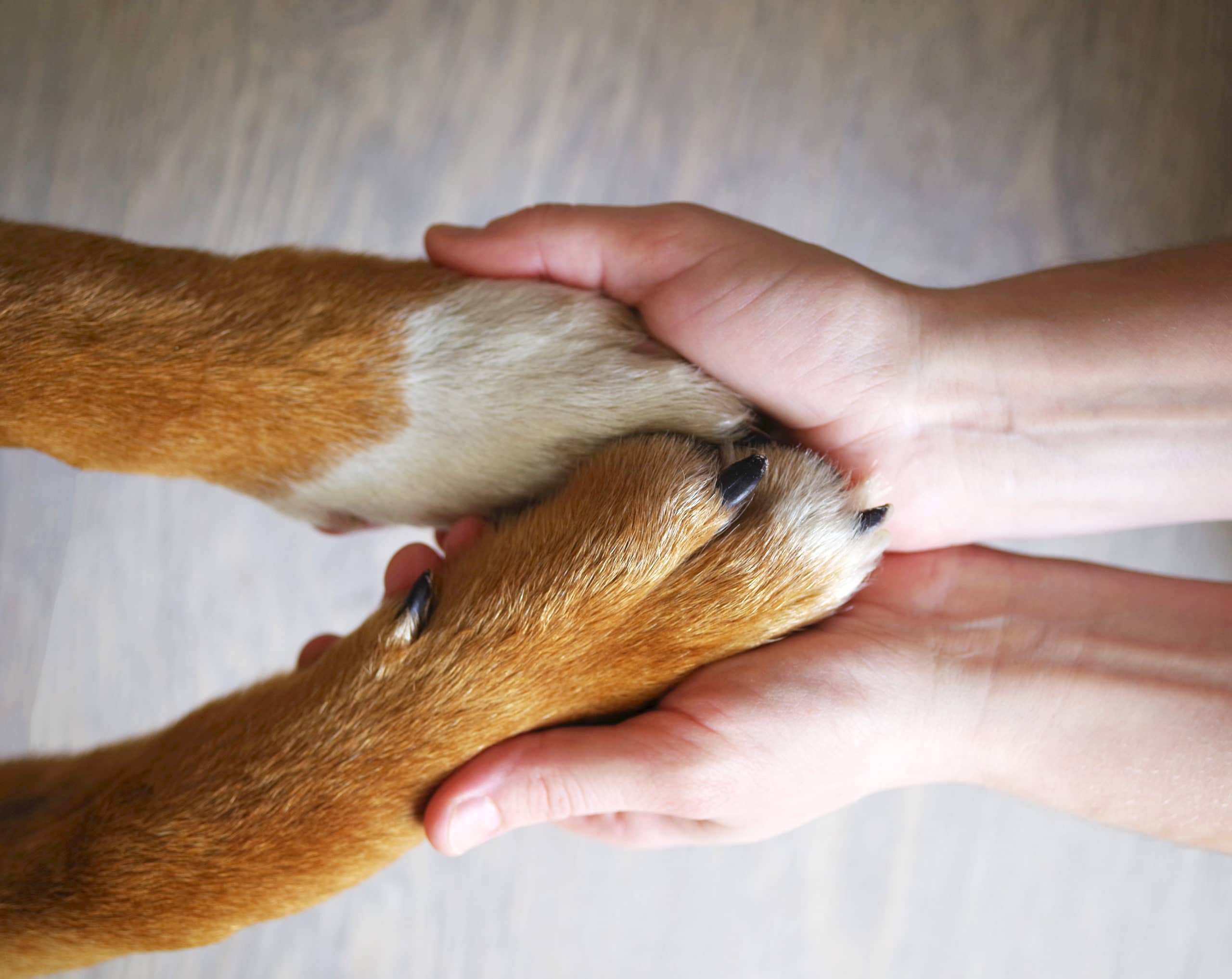 Dog paws and human hand close up, top view. Conceptual image of