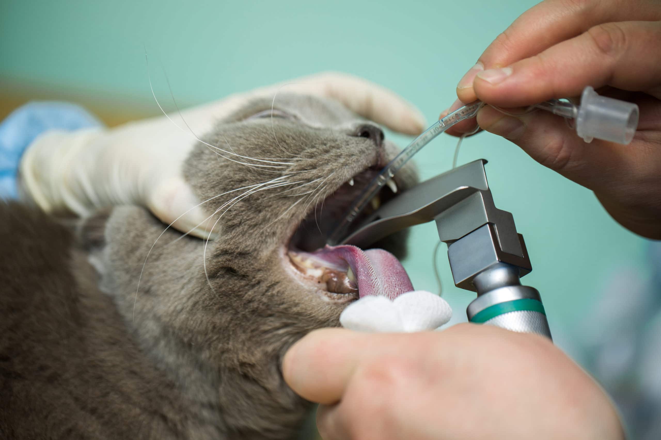 Veterinarian surgery, putting anesthesia breathing circuit set to cat mouth