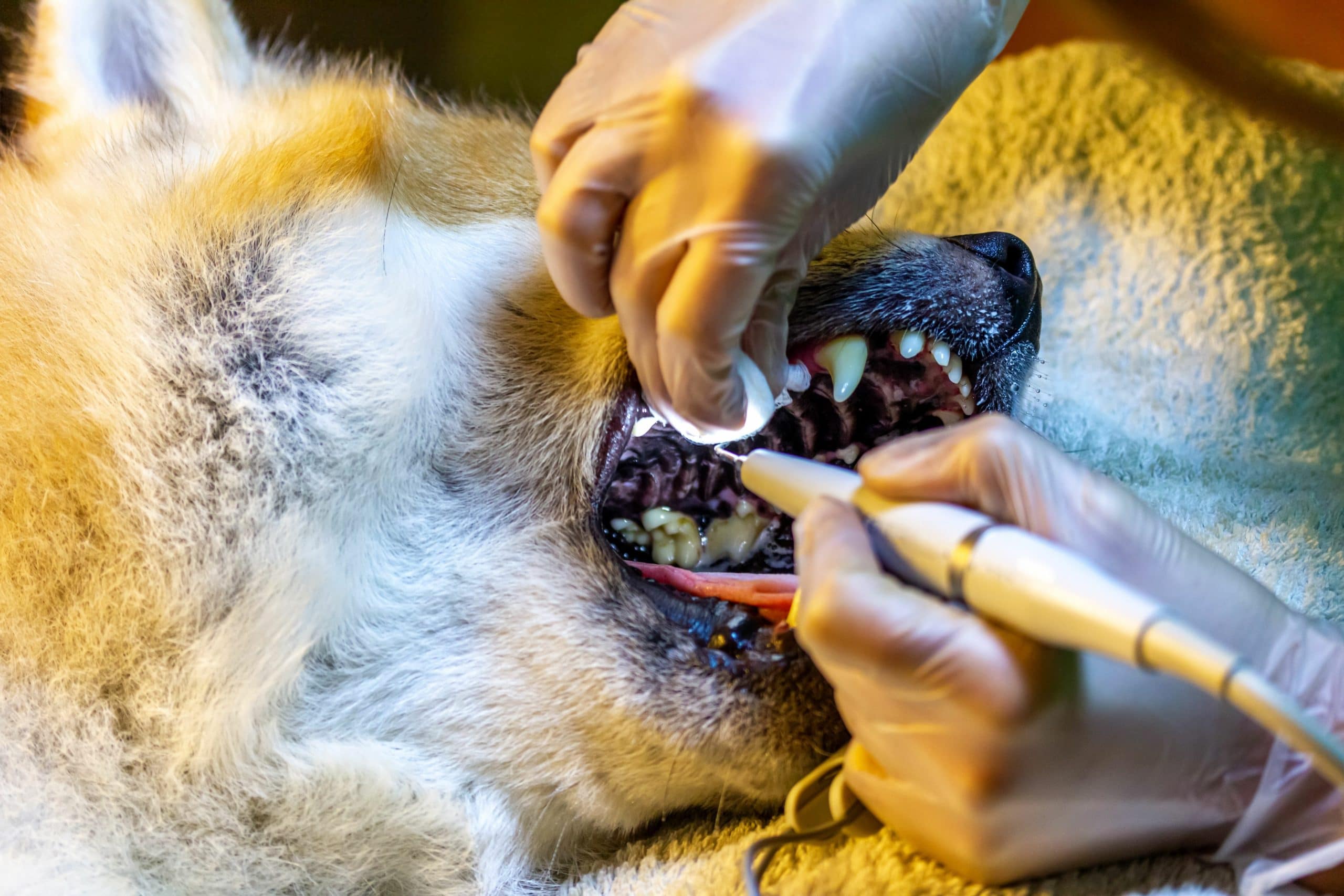 ein Zahnarzt entfernt bei einem Hund (Akita Inu) Zahnstein