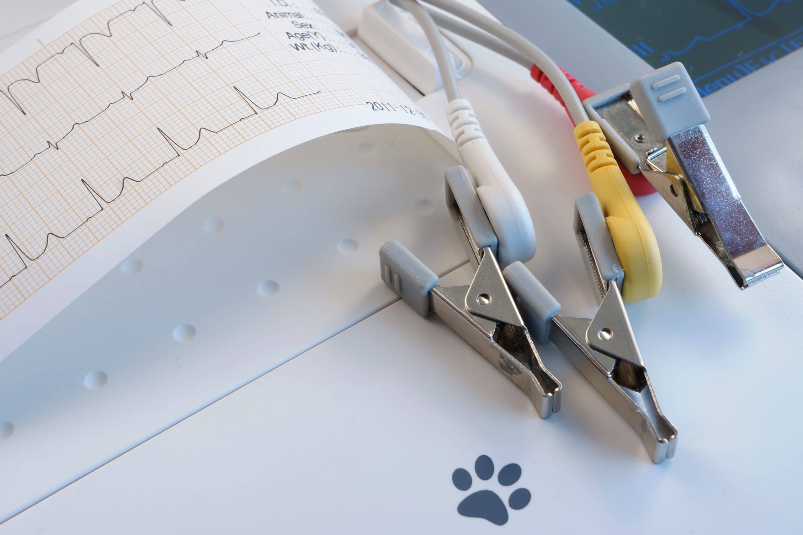 Veterinary ECG with crocodile electrodes